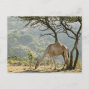 Suche nach oman postkarten Kamel