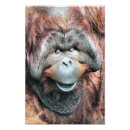 Suche nach orang utan poster Jede person