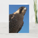 Suche nach falken karten Raptor