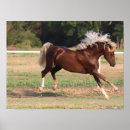 Suche nach morgan poster Rasse