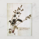 Suche nach herbarium postkarten Blume
