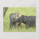Suche nach junger elefant postkarten Fauna