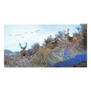 Suche nach elch foto poster Hirsche