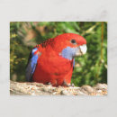 Suche nach rosella Tiere