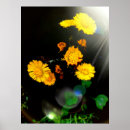 Suche nach wilde blumen poster Wildblumen