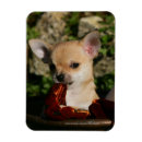 Suche nach sitzender hund magnete Foto