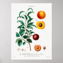 Suche nach aprikosen poster Retro