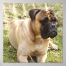 Suche nach mastiffs poster Englisch