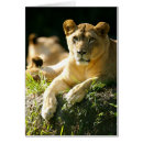 Suche nach tanzania postkarten Wild