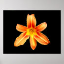 Suche nach tiger lily poster Lilie