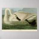 Suche nach john james audubon poster Schwan