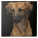 Suche nach nase fliesen Hund