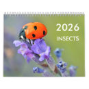 Suche nach insekten kalender Raupe