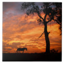 Suche nach schönes pferd fliesen Sonnenuntergang