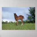 Suche nach thoroughbred poster Foto
