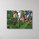 Suche nach wilde orchidee kunst Frauenschuh