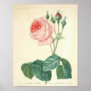 Suche nach hübsche rosa rosen poster Weiß