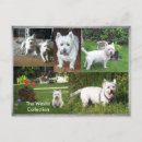 Suche nach westie postkarten Terrier