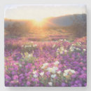 Suche nach anza borrego wüste untersetzer Botanisch