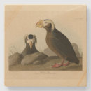 Suche nach auk Vogel