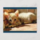 Suche nach sad postkarten Kätzchen