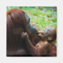 Suche nach orang utans magnete Affe