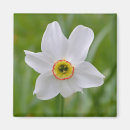 Suche nach narzisse magnete Flora
