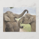 Suche nach indischer elefant postkarten Säugetier
