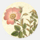 Suche nach botanischer druck aufkleber Rose