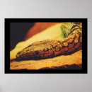 Suche nach eidechse kunst Wild