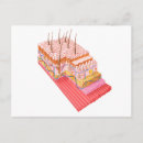 Suche nach menschliche anatomie postkarten Teil von