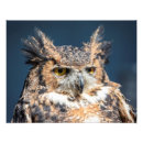 Suche nach uhu poster Tier