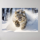 Suche nach schnee leopard poster Natur