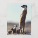 Suche nach tierfamilie postkarten Junges tier