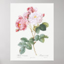 Suche nach rosenbusch poster Blume