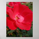 Suche nach single rose poster Natur