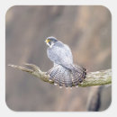 Suche nach falcone aufkleber Raptor