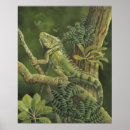 Suche nach iguana poster Regenwald