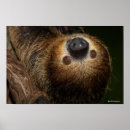 Suche nach wilde hasen poster Niedliche tiere