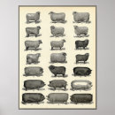 Suche nach vintage farm poster Tiere
