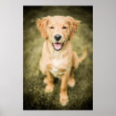 Suche nach golden retriever welpe poster Haustiere