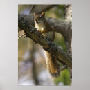 Suche nach nuss mit eichhörnchen poster Fotografie