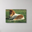 Suche nach fohlen leinwandbilder Daunen