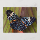 Suche nach tropischer schmetterling postkarten Blau