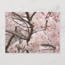 Suche nach japanische kirschblüten postkarten Sakura