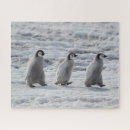 Suche nach baby pinguin puzzle Antarktis