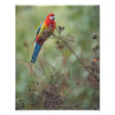 Suche nach rosella poster Australisch