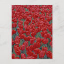 Suche nach rote tulpen postkarten Pflanze