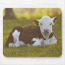 Suche nach kalb mousepads Nahaufnahme