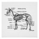 Suche nach pferde poster Franz